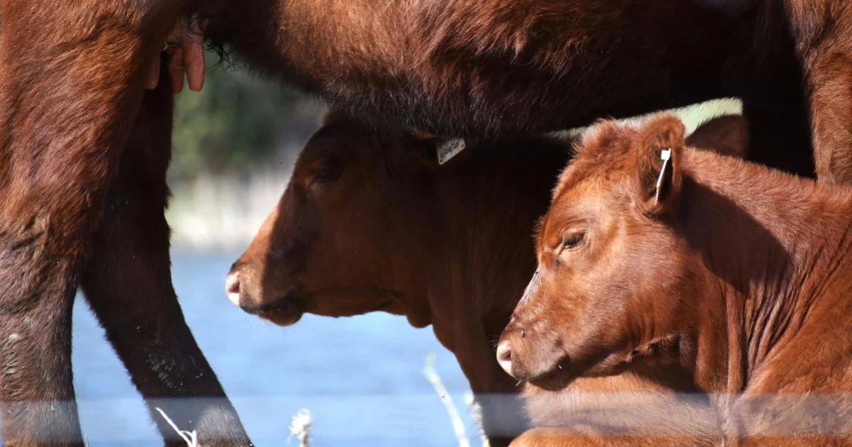 similar article avatar